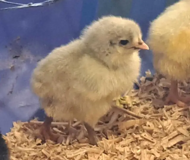 1 Slate Astralorp chick
