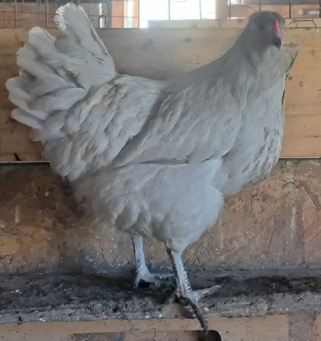 1 Slate Astralorp chick - Photo 2