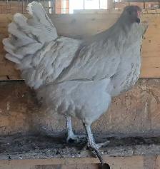 1 Slate Astralorp chick - Photo 2