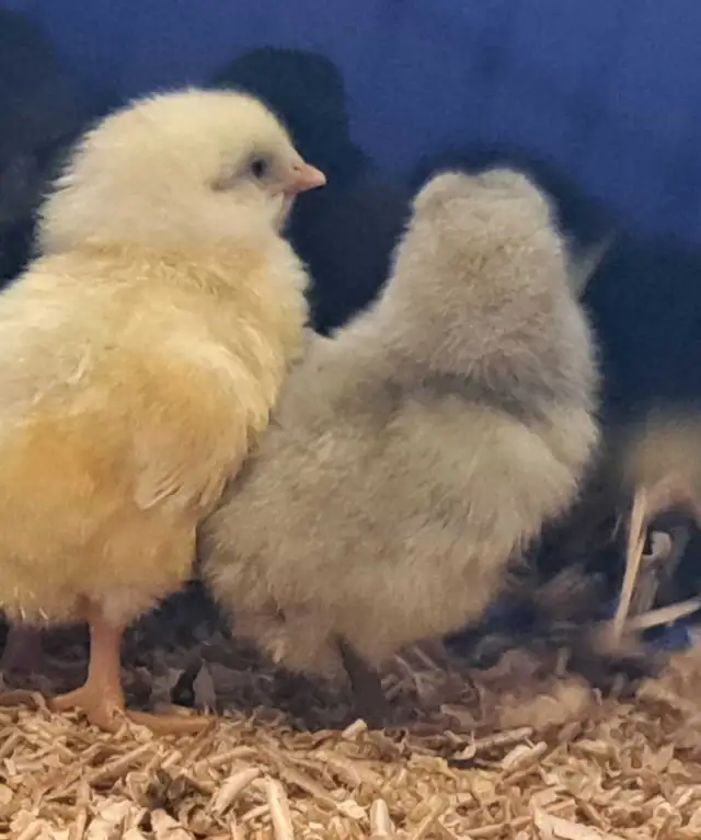 1 Slate Astralorp chick - Photo 3