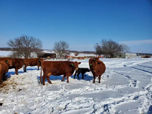 Bred Heifers
