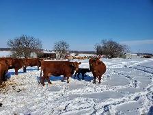 Bred Heifers