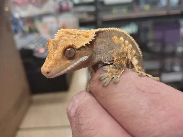 baby crested gecko