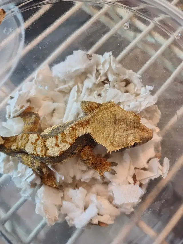baby crested gecko - Photo 2