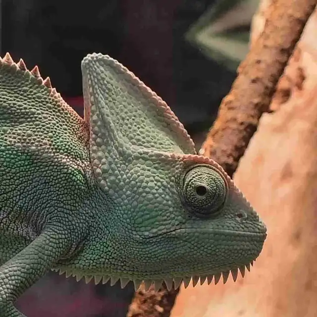 female veiled chameleon