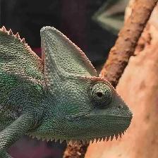 female veiled chameleon