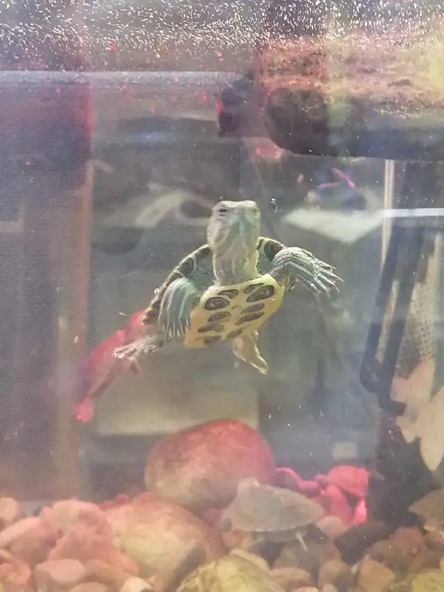 baby yellow belly cooter turtles - Photo 2