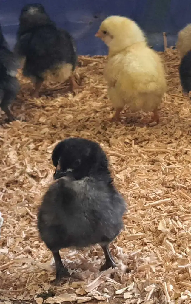 Black Astralorps/Black Star Chicks