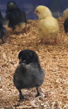 Black Astralorps/Black Star Chicks