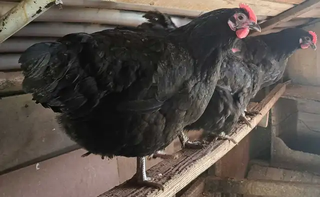 Black Astralorps/Black Star Chicks - Photo 2