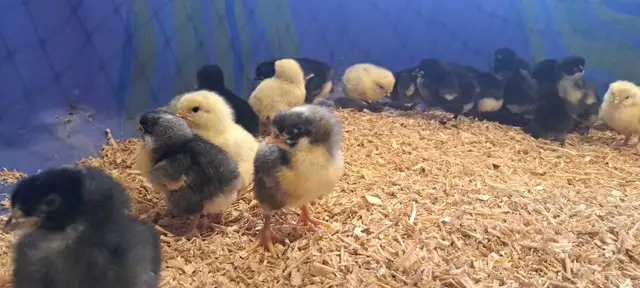 Barred Rock chicks
