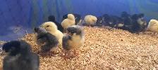 Barred Rock chicks