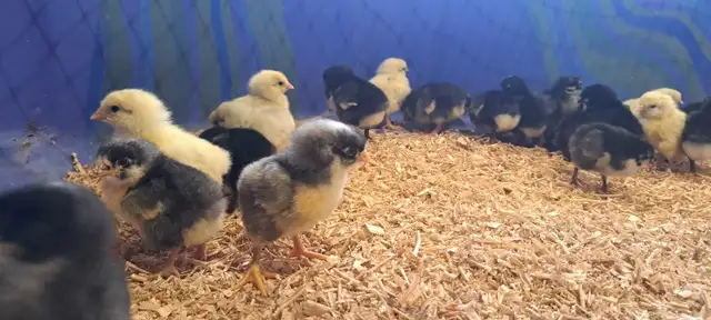 Barred Rock chicks - Photo 2