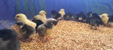 Barred Rock chicks - Photo 2