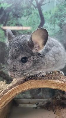 baby chinchillas