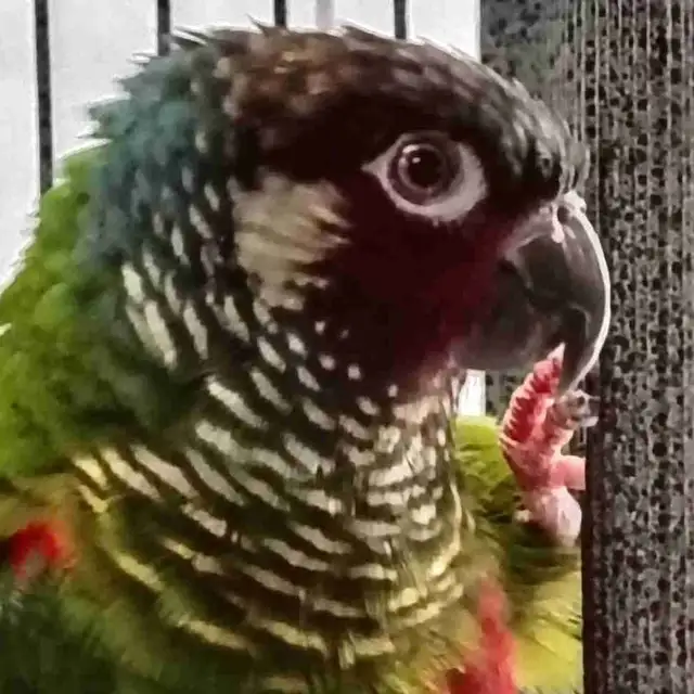 white cheek conure