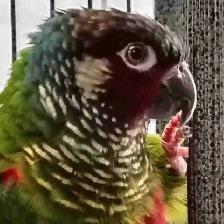 white cheek conure