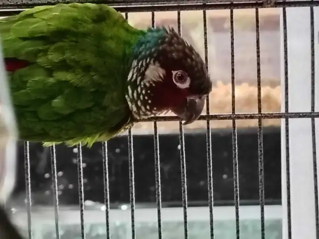 white cheek conure - Photo 2