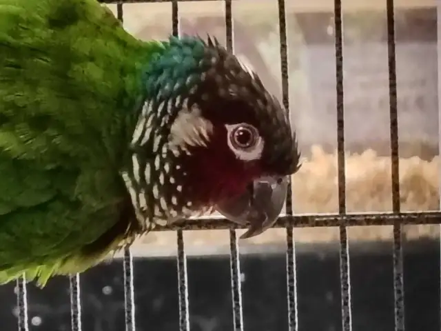 white cheek conure - Photo 3