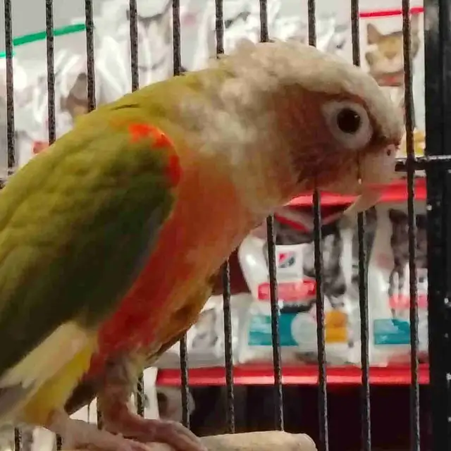Red Factor pineapple conure