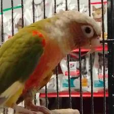 Red Factor pineapple conure