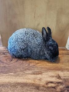 Champagne d'argent/Crème d'argent rabbits