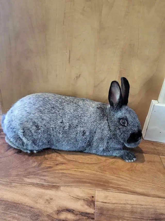 Champagne d'argent/Crème d'argent rabbits - Photo 2