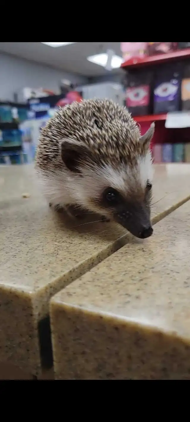 baby hedgehogs - Photo 2