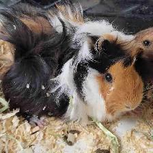 baby guinea pigs