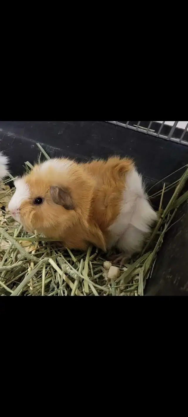 baby guinea pigs - Photo 2