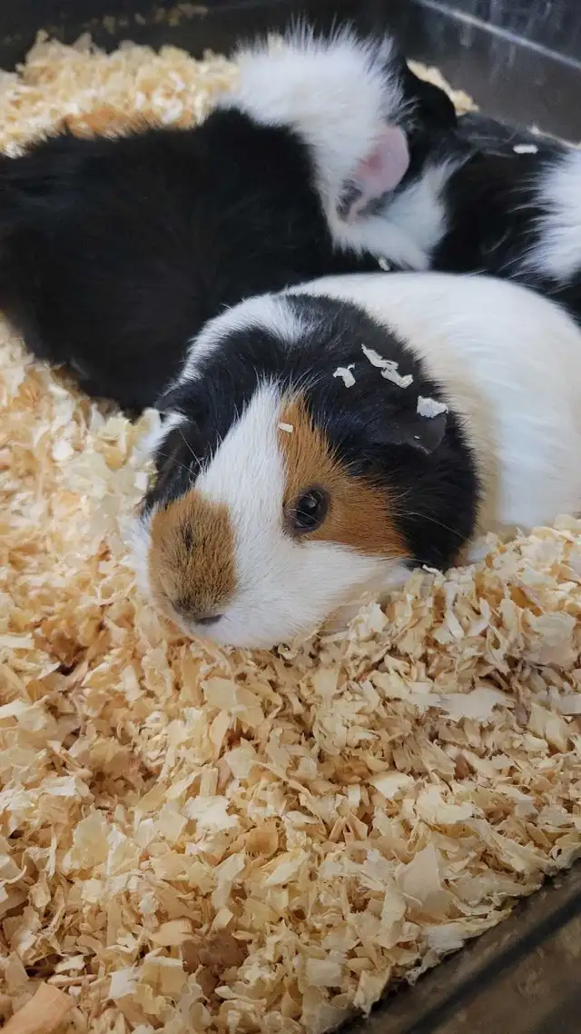 baby guinea pigs - Photo 3