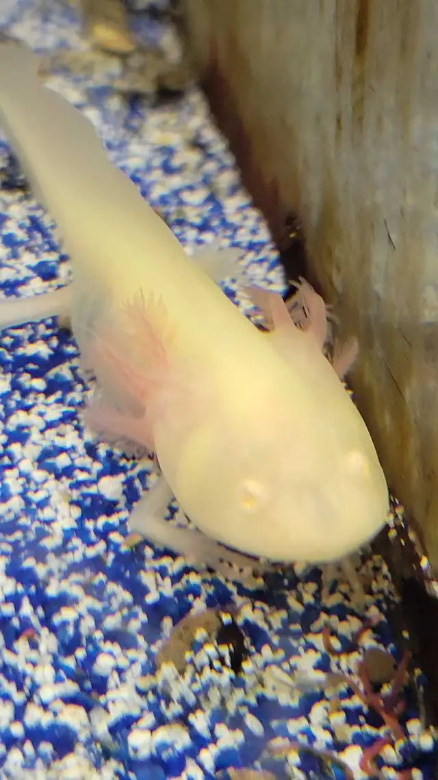 baby axolotls - Photo 2