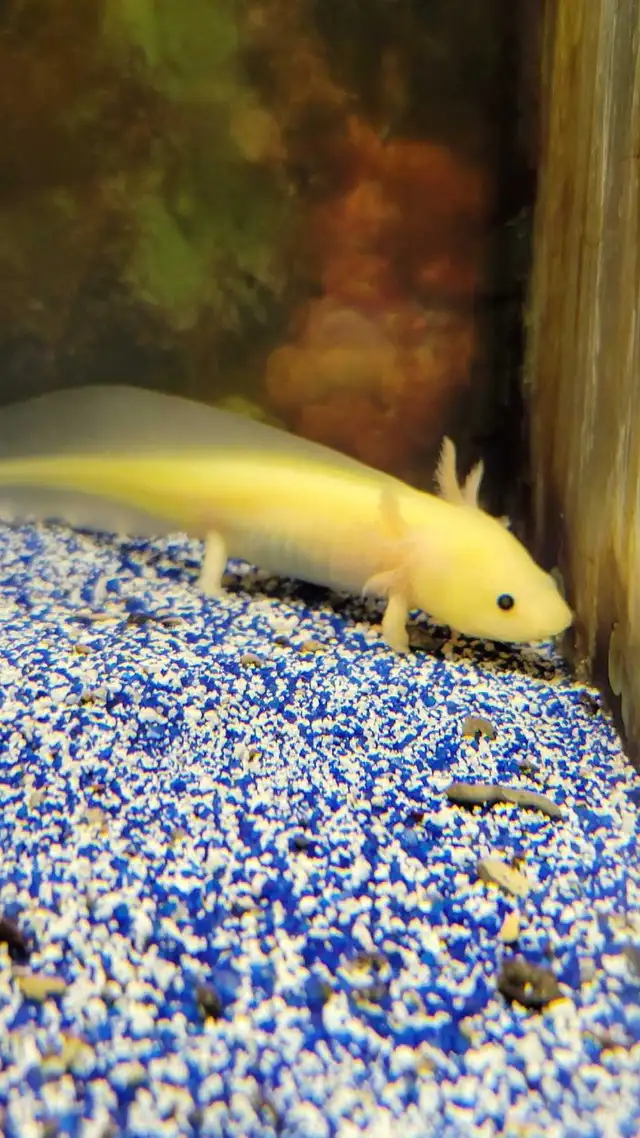 baby axolotls - Photo 3