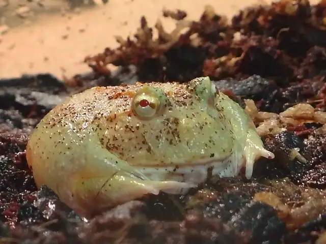 Pikachu Pac-Man frog