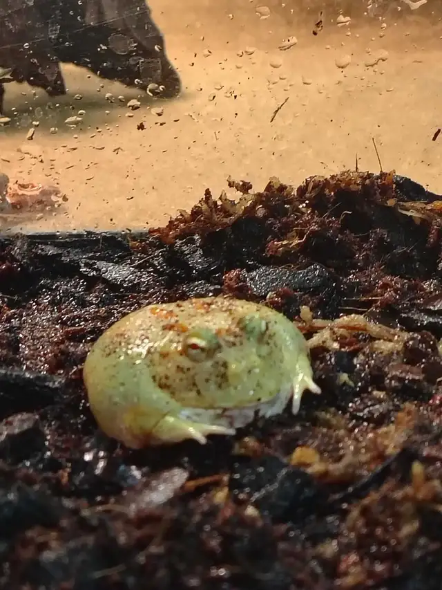 Pikachu Pac-Man frog - Photo 2