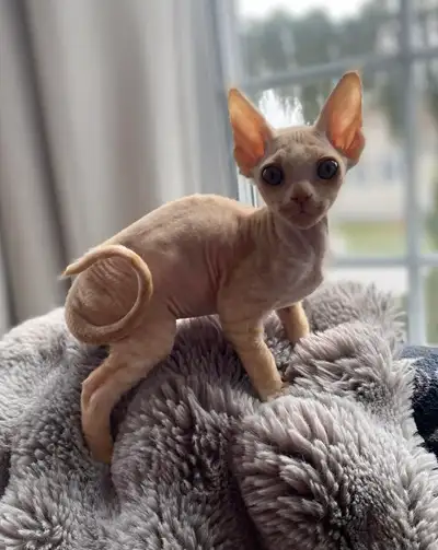 Chaton devon rex prêt pour l'adoption