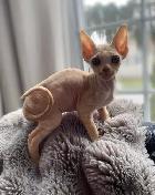 Chaton devon rex prêt pour l'adoption