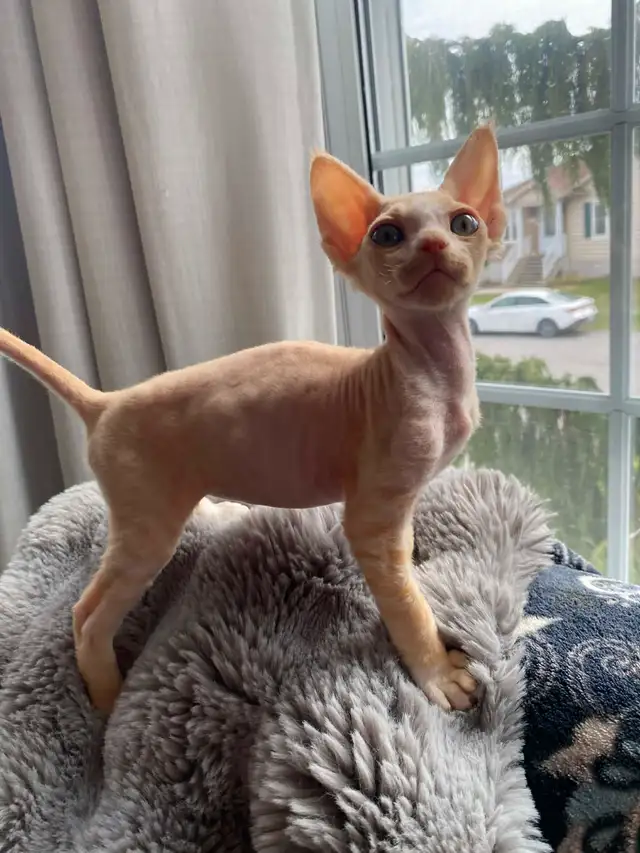 Chaton devon rex prêt pour l'adoption - Photo 2