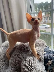 Chaton devon rex prêt pour l'adoption - Photo 2