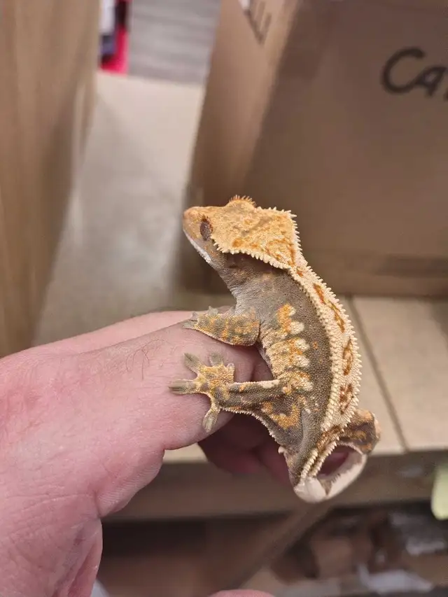 crested gecko - Photo 2