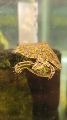 baby yellow belly cooter turtles