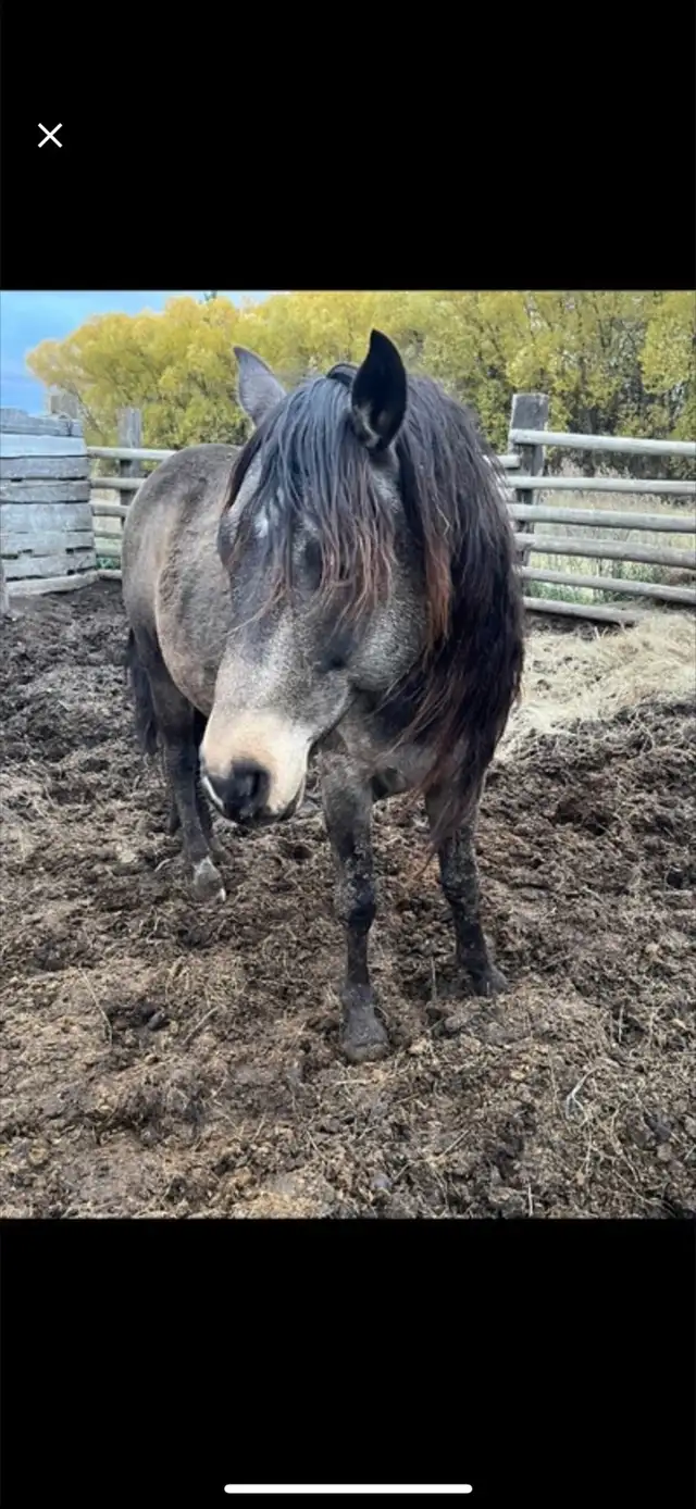 gurlla stud for sale