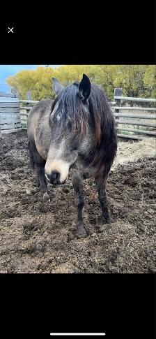 gurlla stud for sale