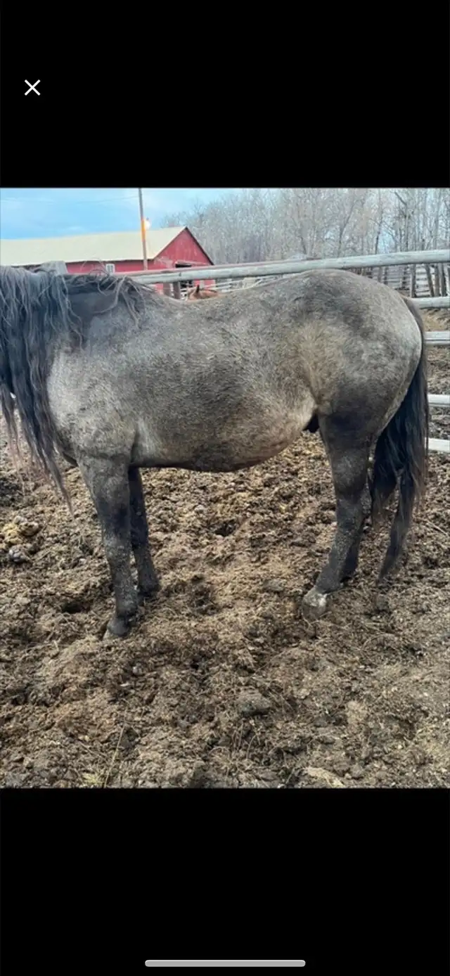 gurlla stud for sale - Photo 2