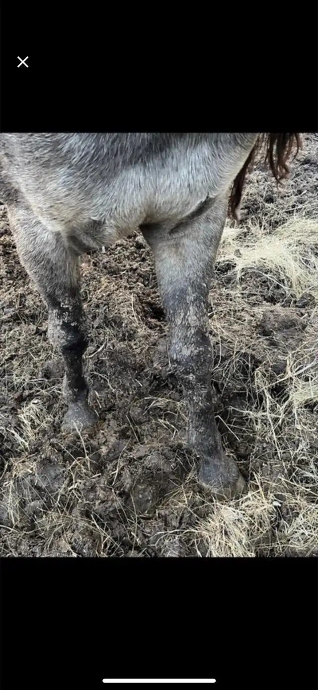 gurlla stud for sale - Photo 3