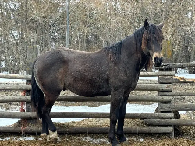 gurlla stud for sale - Photo 4