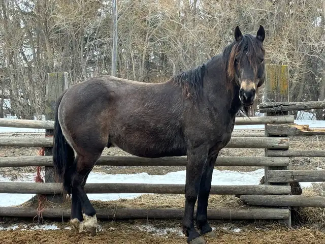 gurlla stud for sale - Photo 5