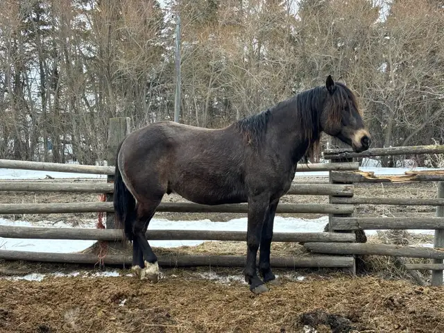 gurlla stud for sale - Photo 6