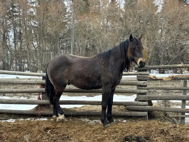 gurlla stud for sale - Photo 7