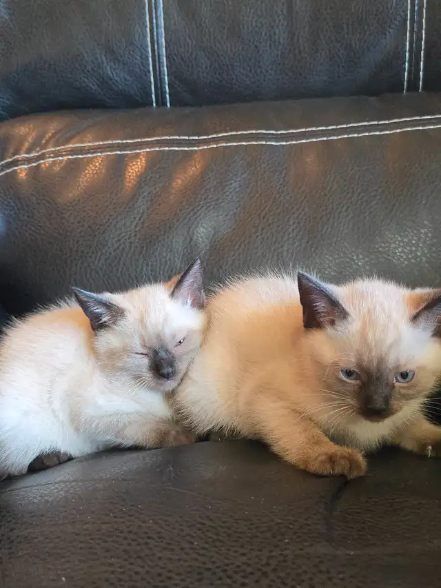 Purebred Applehead Siamese Kittens